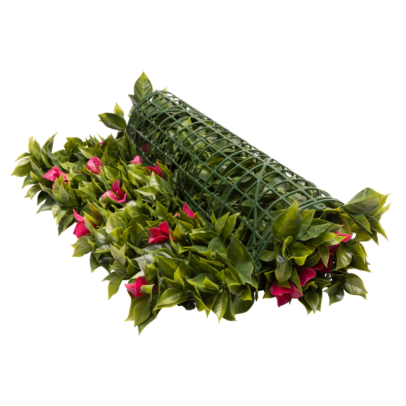 Bougainvillea - Image 3