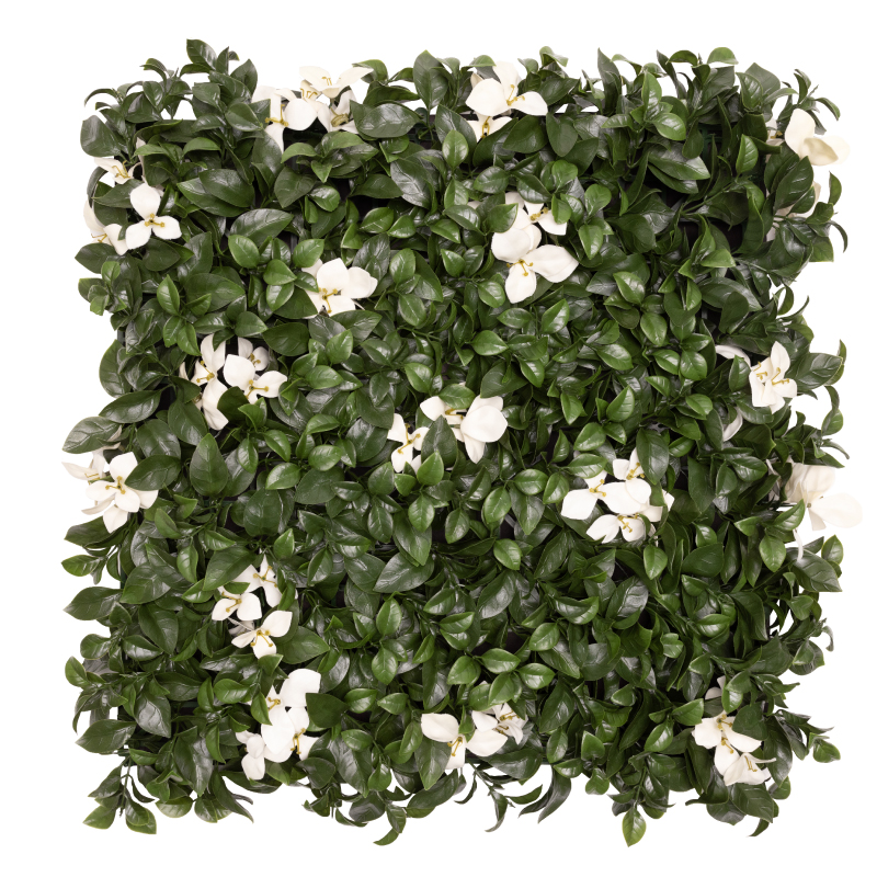 Cape Jasmine