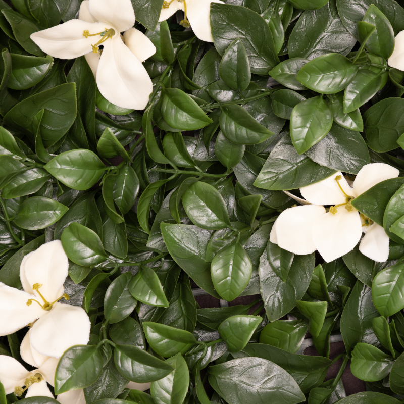 Cape Jasmine