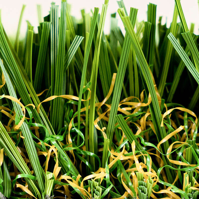 Diamond Light Fescue