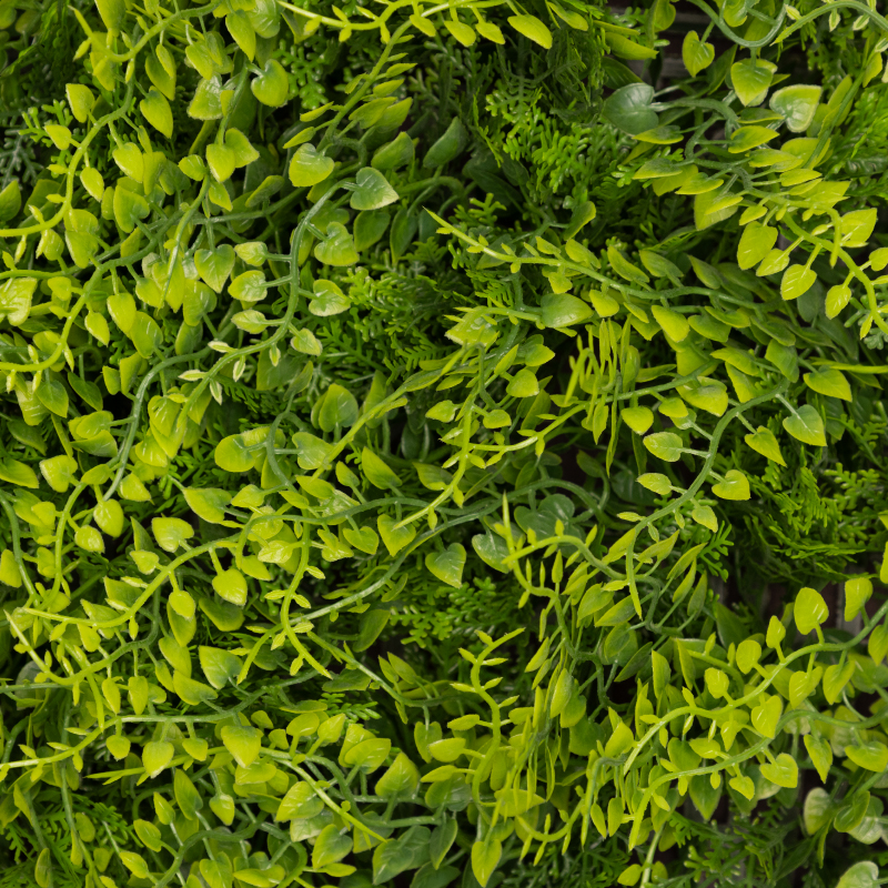 Fern