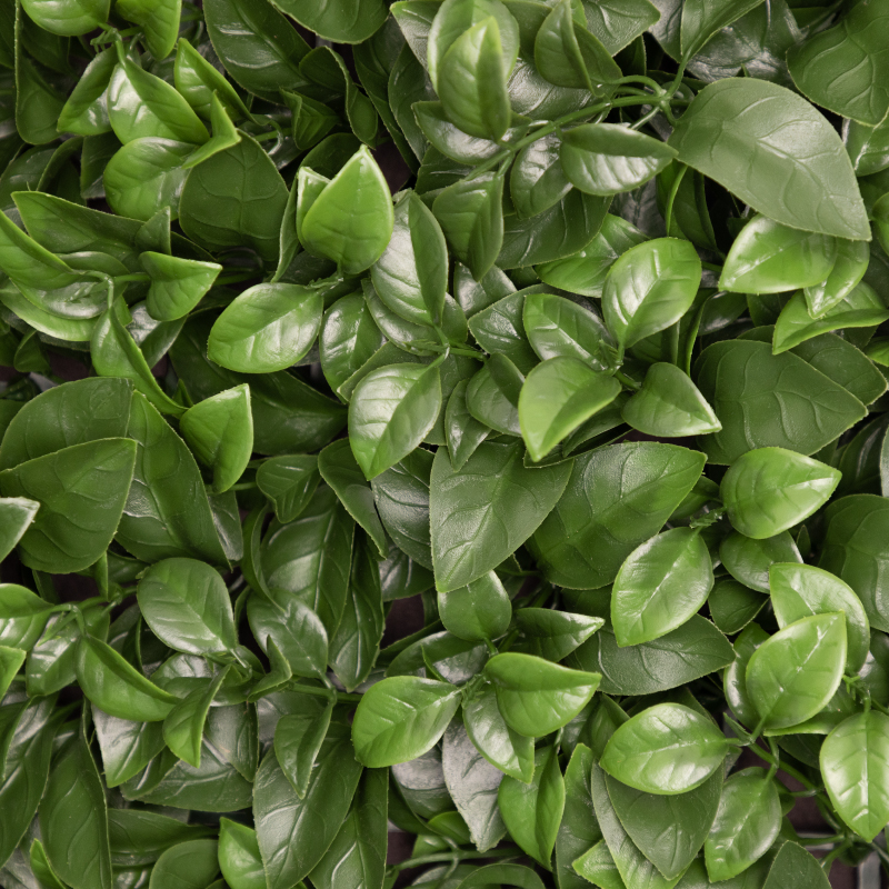Ficus Hedge