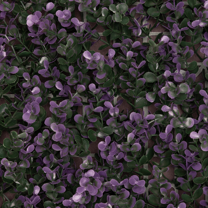 Purple Buxus