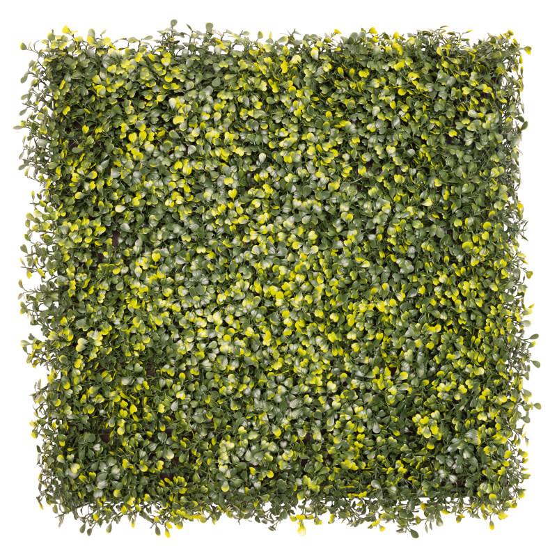 Yellow Boxwood