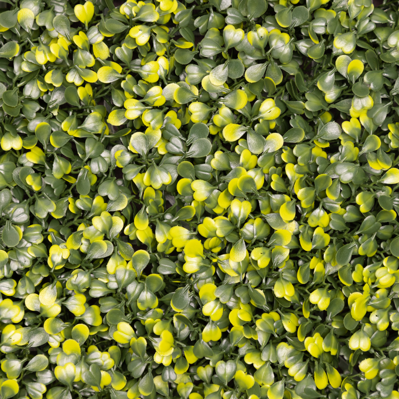 Yellow Boxwood